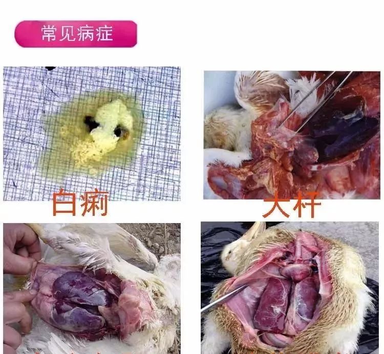 鸭鹅病也越来越多,其中浆膜炎是造成鸭鹅养殖户损失最大的一种疾病