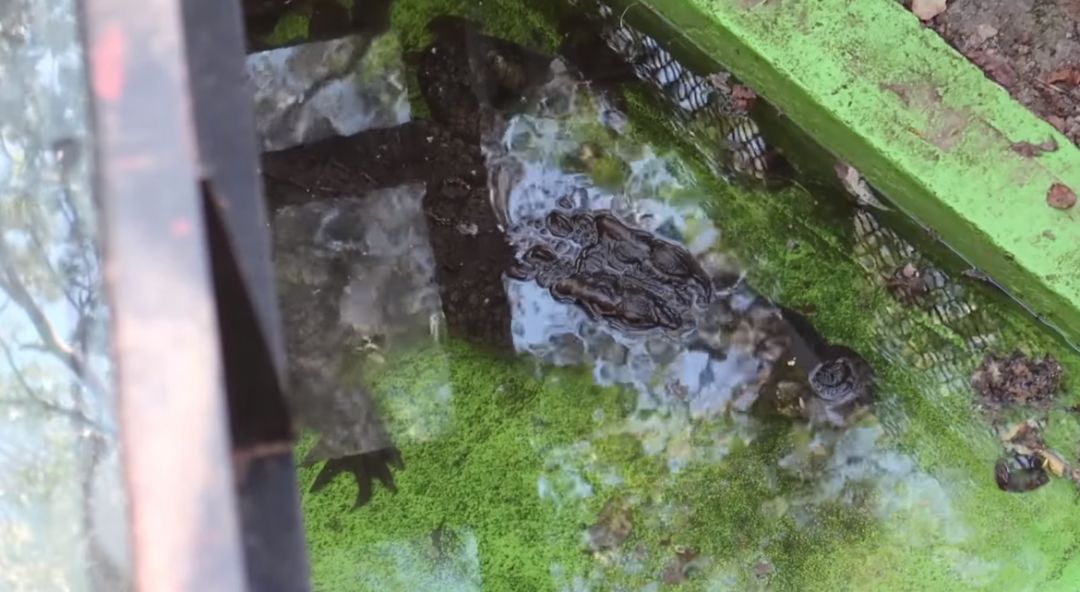 鱷魚池上的玻璃棧道