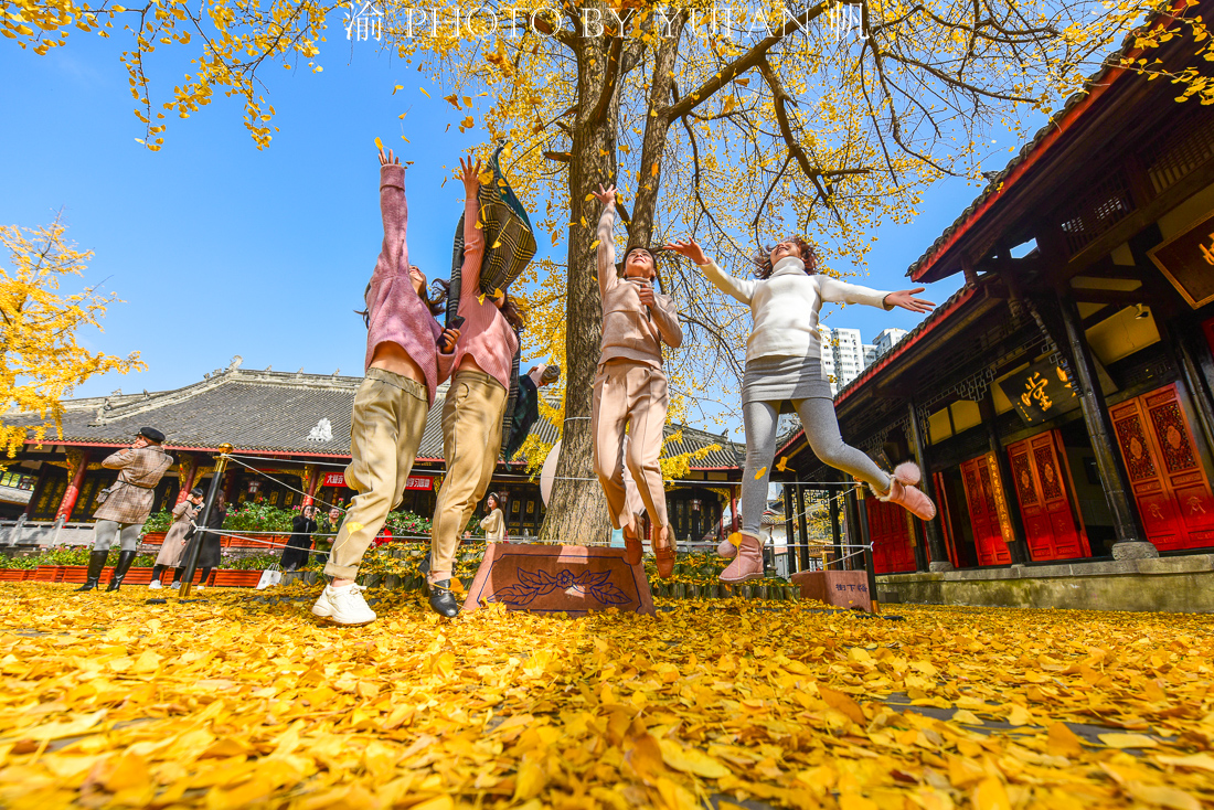 成都大慈寺的银杏太美了，一个个来自全国的游客乐得像孩子一般