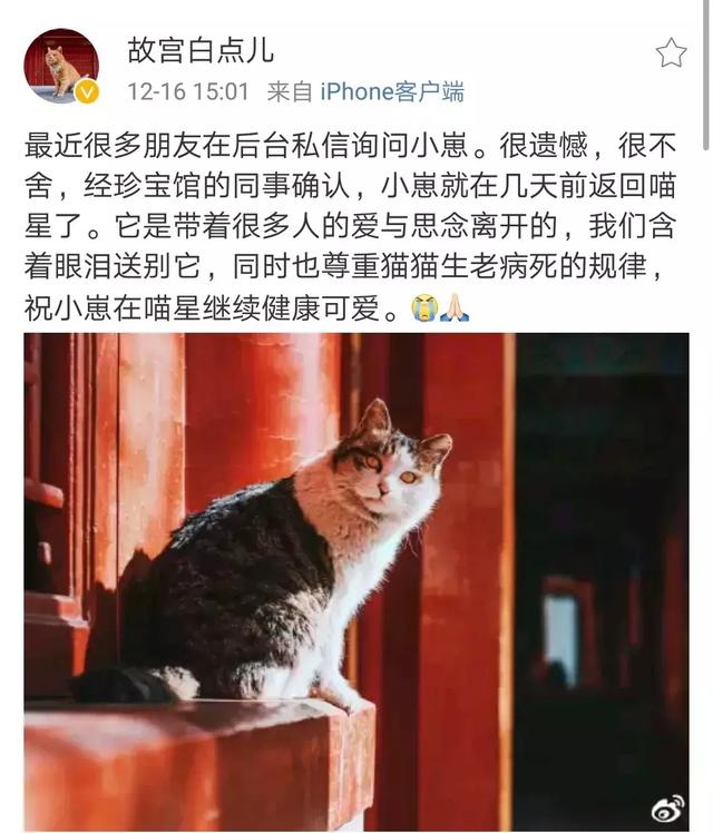 故宫小崽儿走了又一只御猫回到了喵星