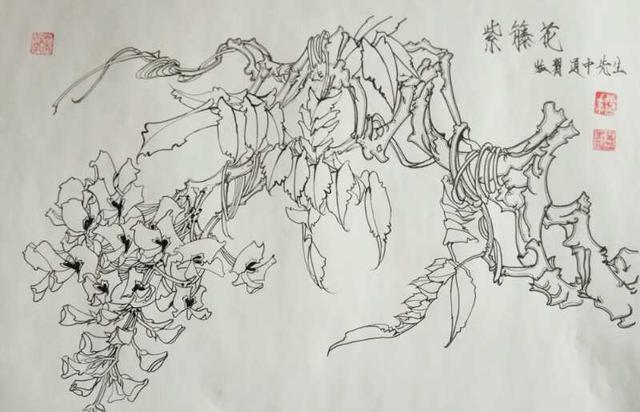 13,葉志軍的鋼筆畫第八百零一幅——紫藤花(中性筆白描花卉臨習)尺寸