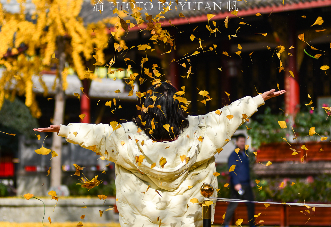 成都大慈寺的银杏太美了，一个个来自全国的游客乐得像孩子一般