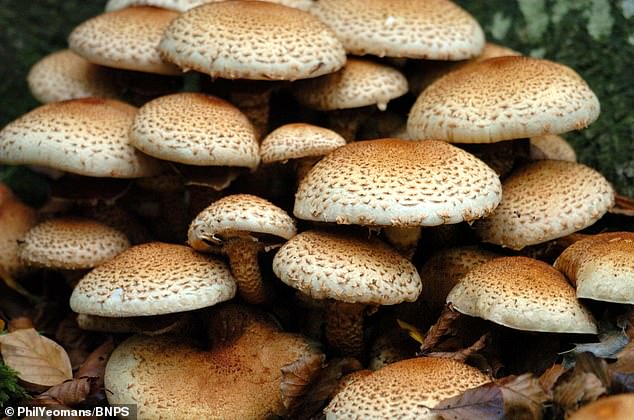 地球上最大的生物之一:超大蘑菇重达400吨