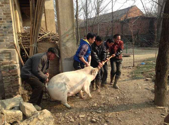 小时候吃肉要自己养猪