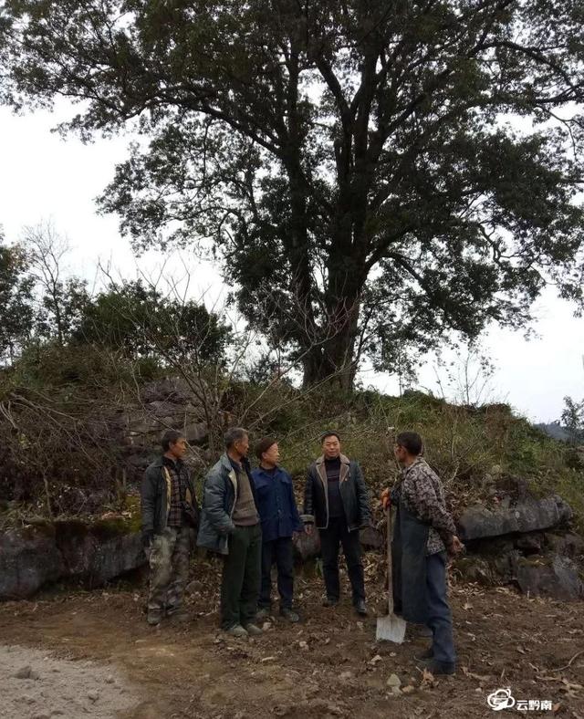 世界最大平塘县塘泥村惊现世界最大野生喙核桃树