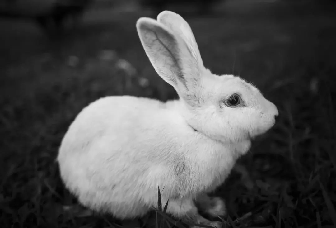 兔子尾巴图片特写图片