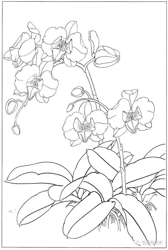 工笔蝴蝶兰的画法步骤图片