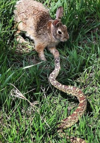 兔子vs蛇图片