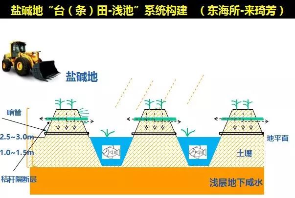 鱼塘台田图片