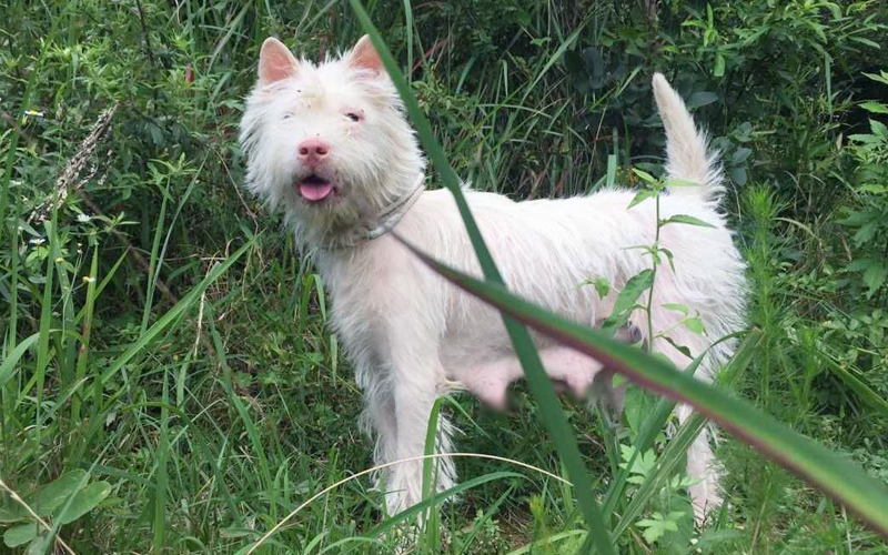 从江猎犬图片