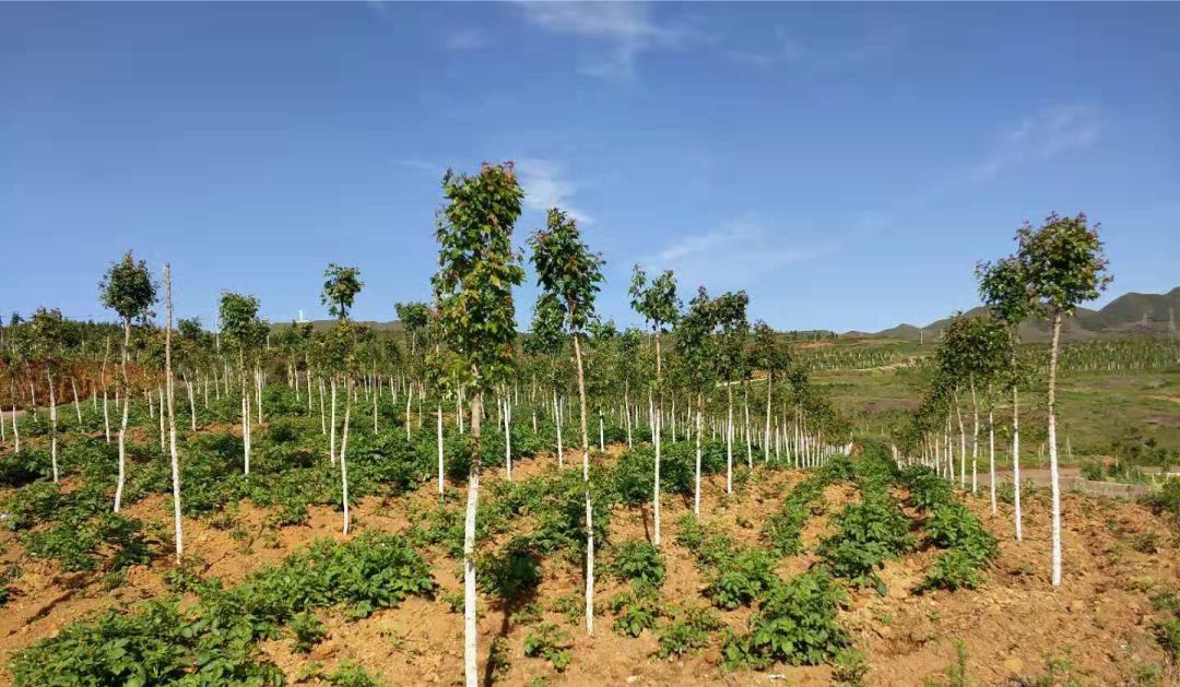 在养鹅基地,看着白茫茫一片,满地欢跑的大白鹅,何路明掰着手指算起账