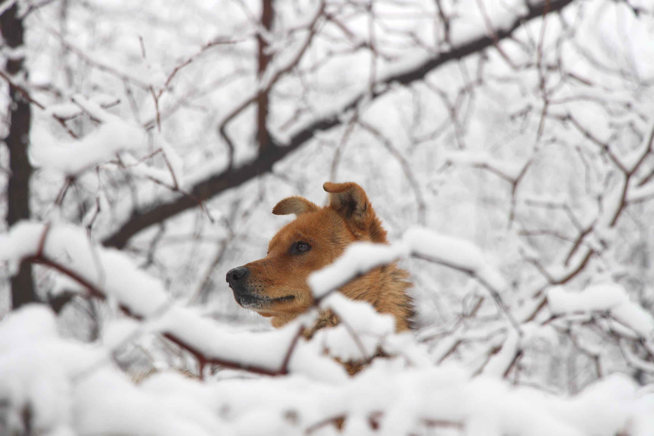 哈士奇犬和許多其他品種都是為了在雪地裡奔跑而製造的,但是當吉娃娃