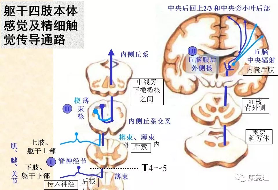 嗅觉传导通路解剖图图片