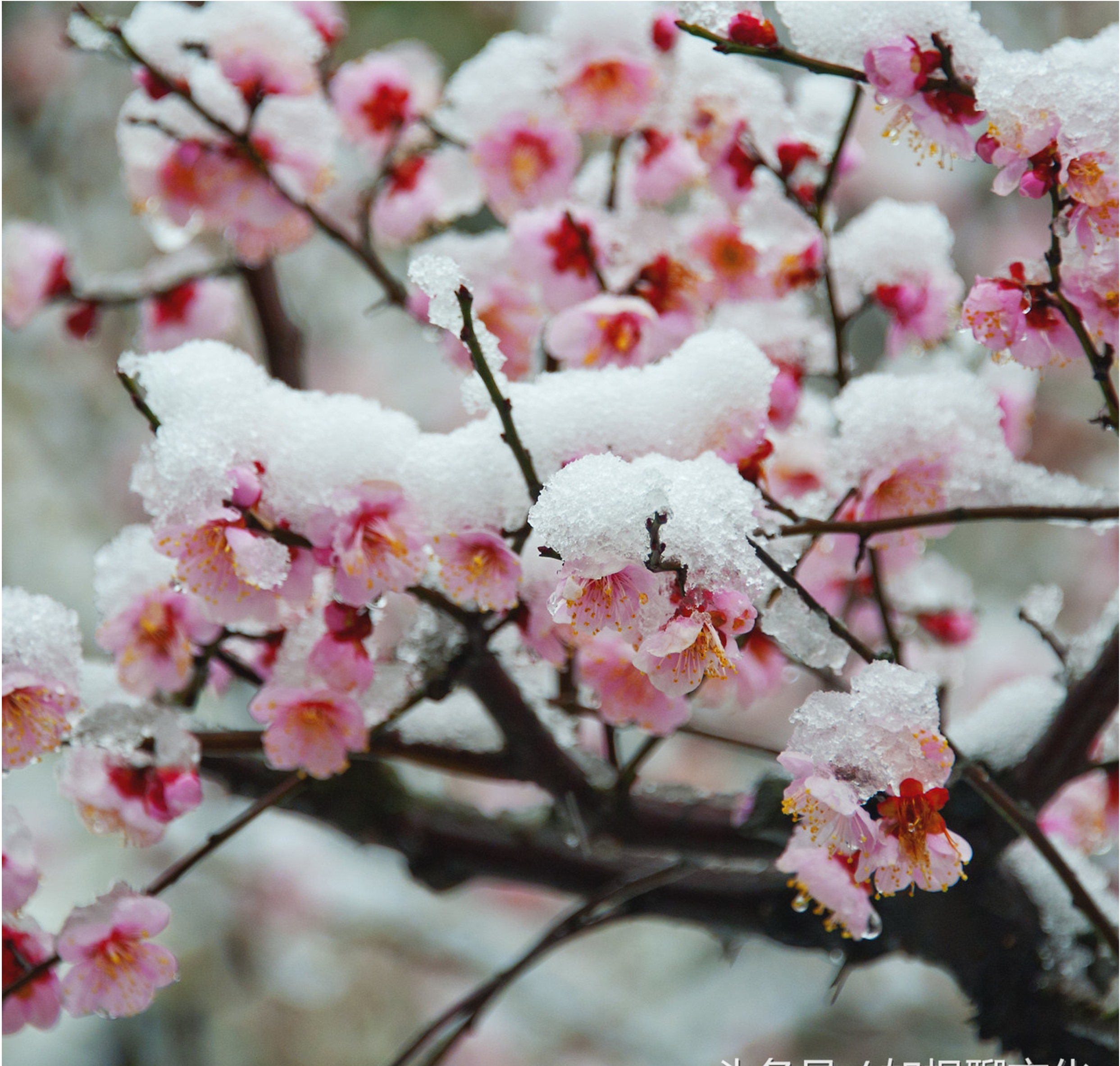 梅与雪的不世之缘:飞雪带香风,梅心为雪吟