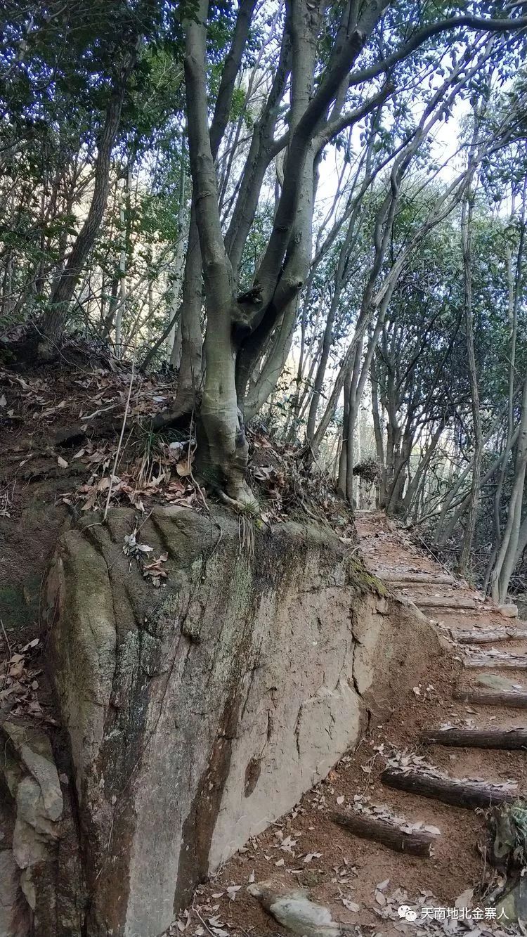 大美金寨之蓮花山