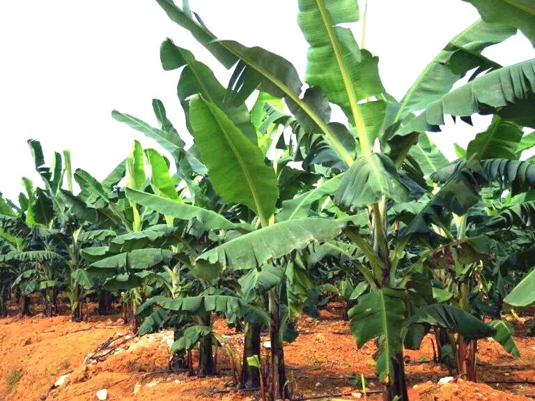 香蕉园土壤一年不如一年咋办培肥改良成关键