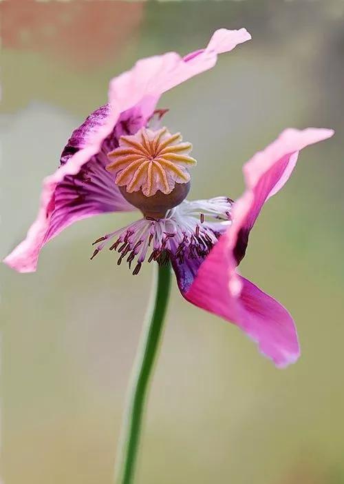 毒花正當芳華時(美花欣賞)_罌粟花