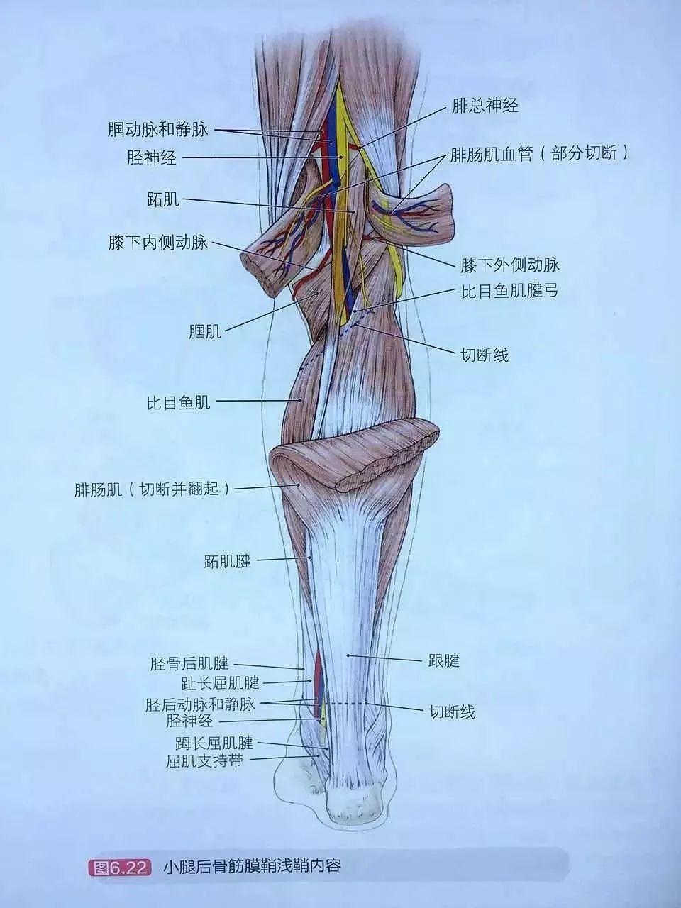 小腿结构解剖图图片