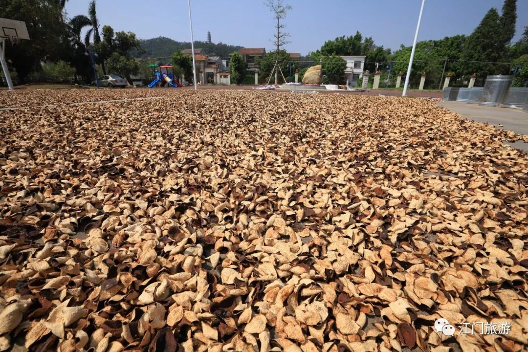 【柑皮飘香】新会这些村落又惊现壮观场景!今年,你晒陈皮了没?