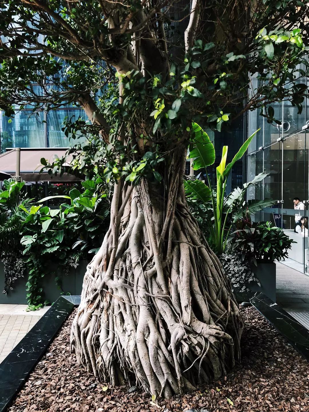 香港太古大厦榕树图片