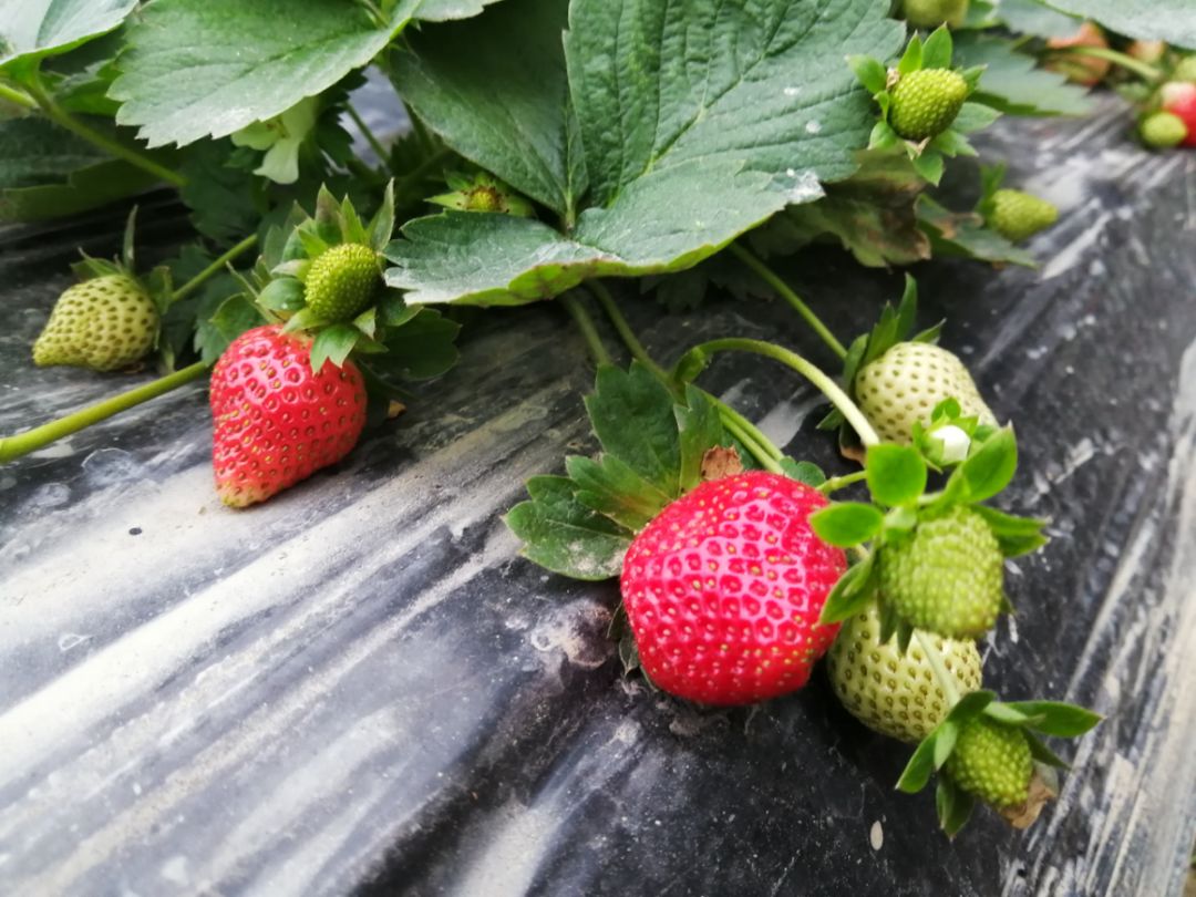 草莓季到啦我想做一臺草莓收割機在這香甜的12月