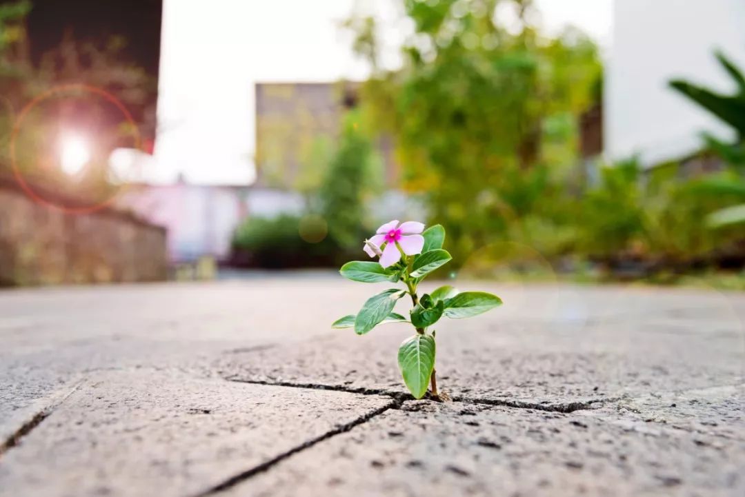 王阳明在心里种花人生才不会荒芜