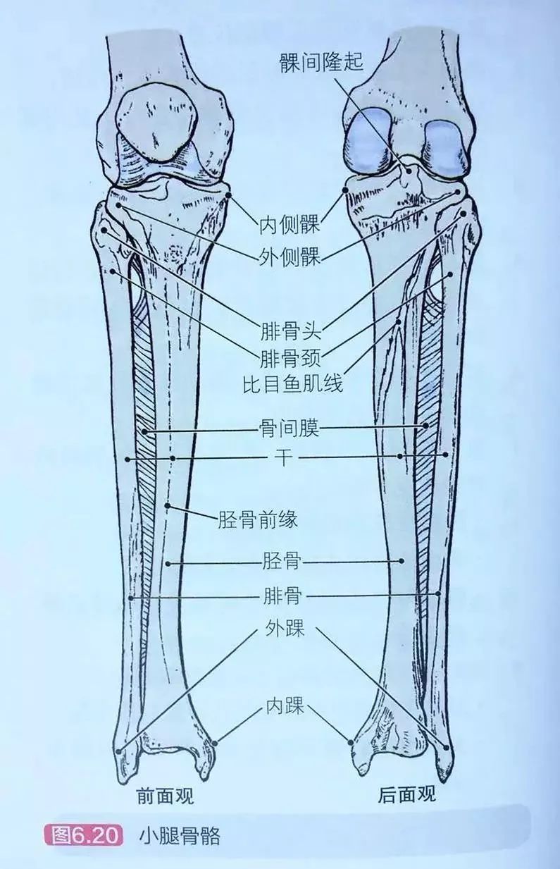 小腿骨结构图图片