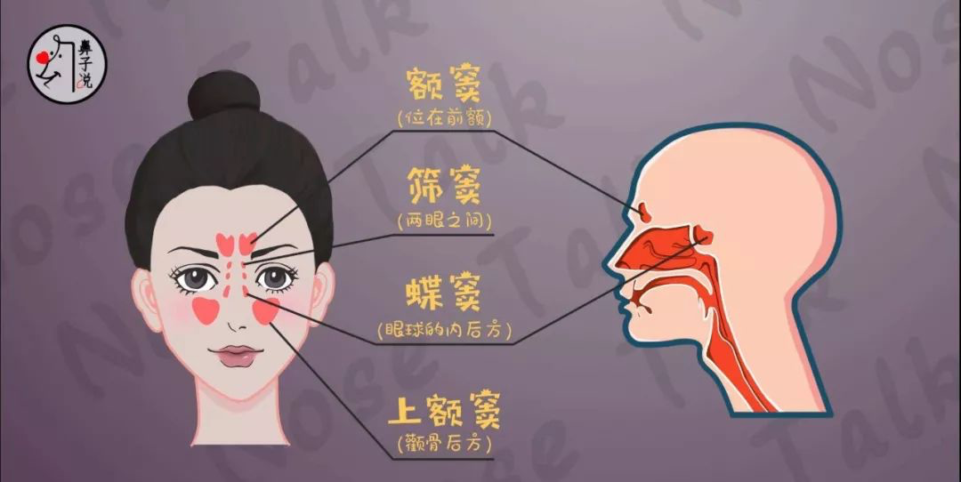 上颌窦的位置图片图片