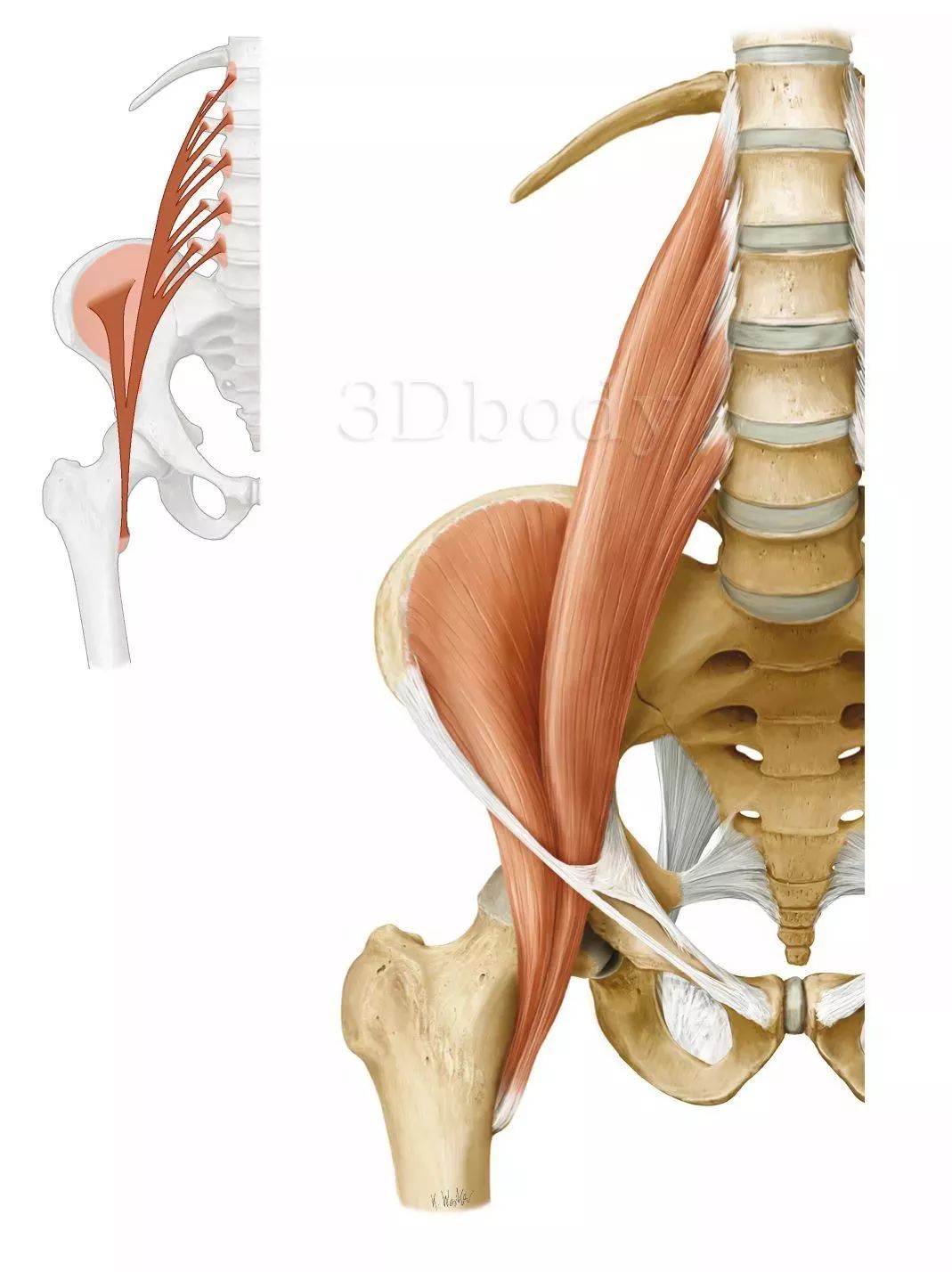 腰大肌上連第十二胸椎和全部腰椎體及相應的椎間盤,下連股骨小轉子