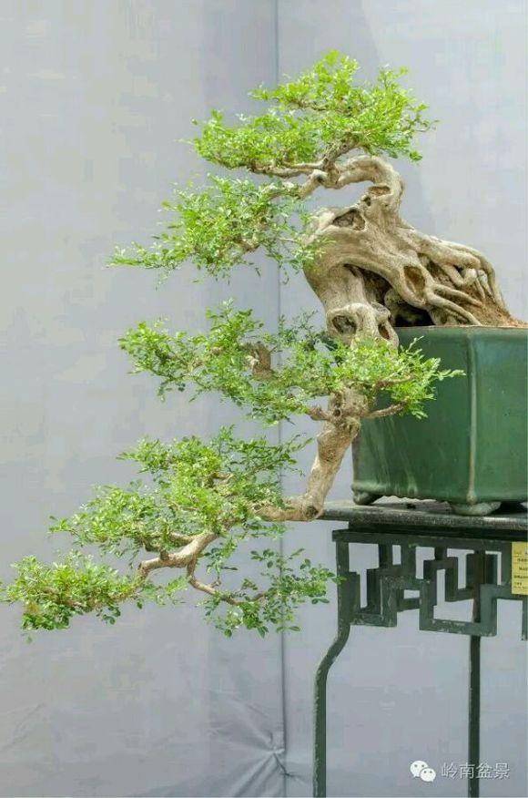 湛江九里香盆景园图片