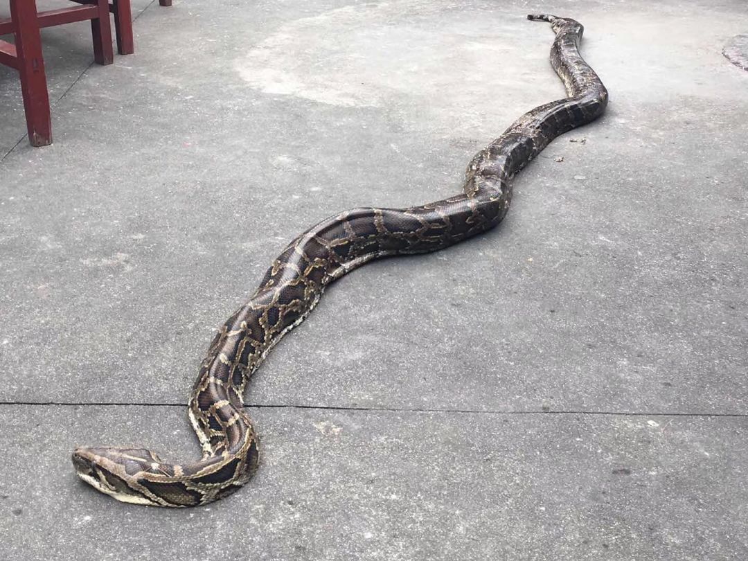 吓坏众人!三明这里惊现3米长的大蟒蛇