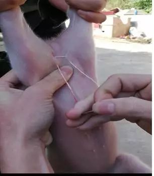 猪脐疝手术缝合图解图片