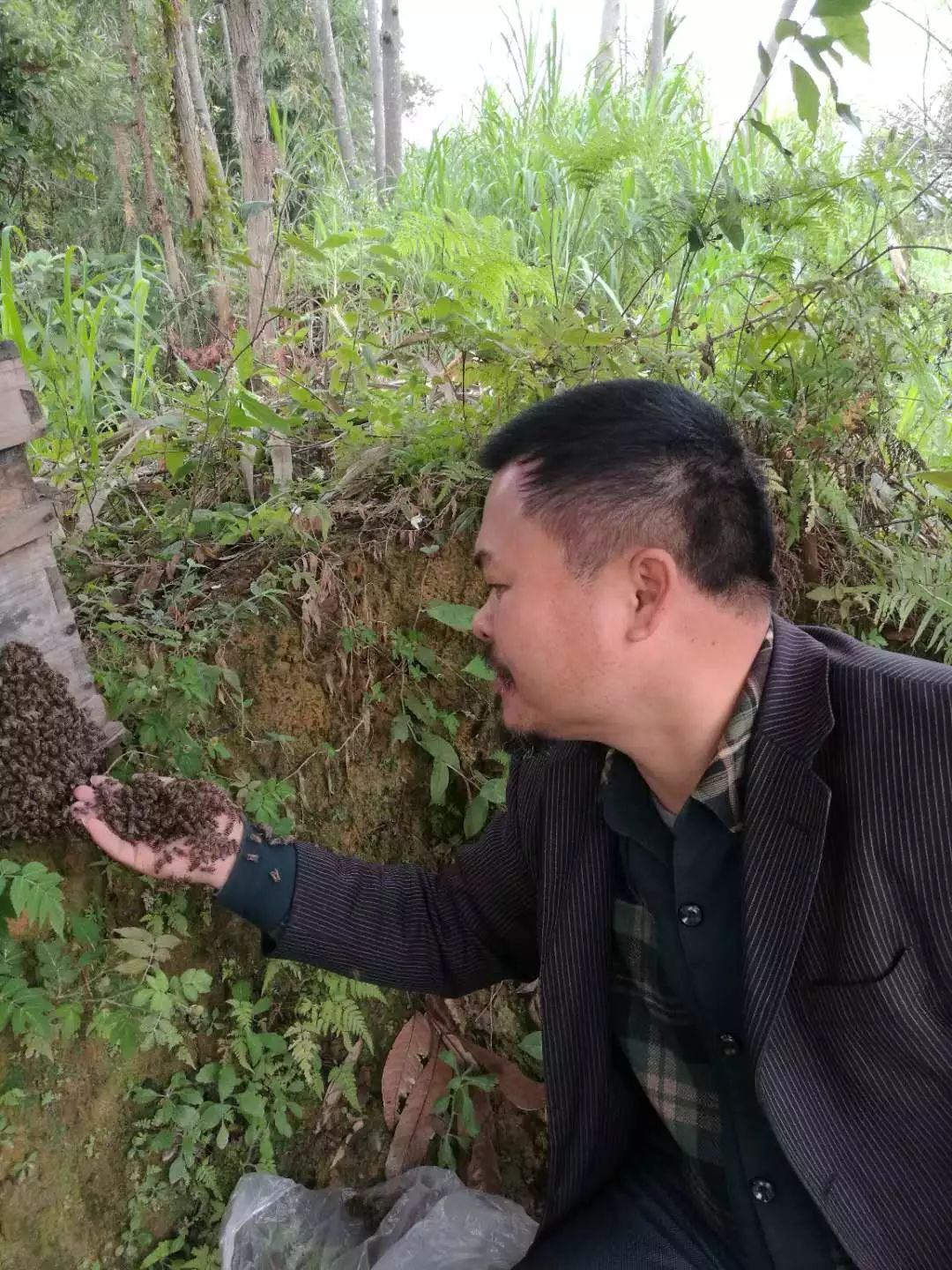 捉蜜蜂一天,李愛元從電視上看到國際知名蜂療專家,南京中醫藥大學