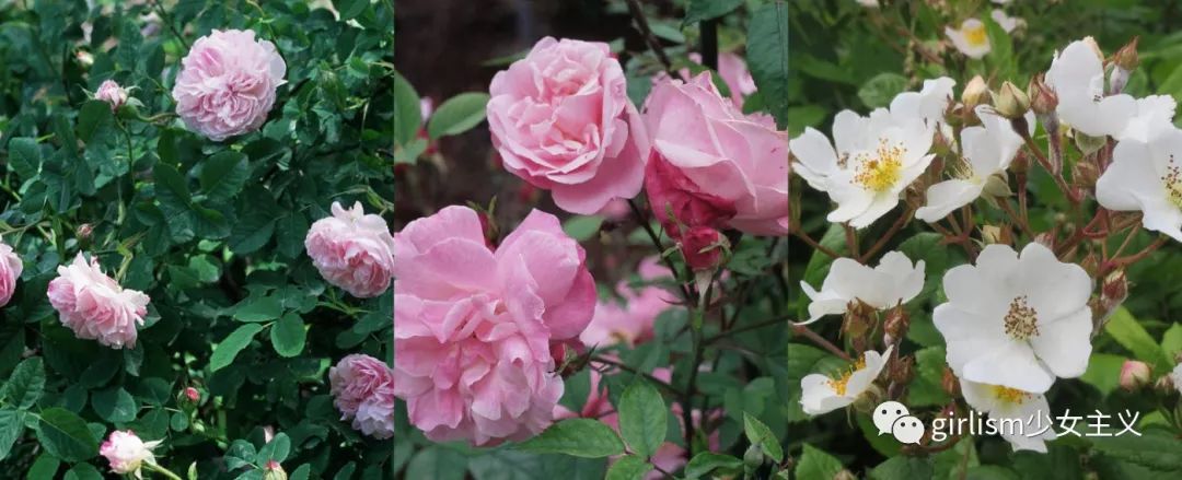 玫瑰(rosa quatre saisons),月季(rosa old blush)和薔薇(rosa