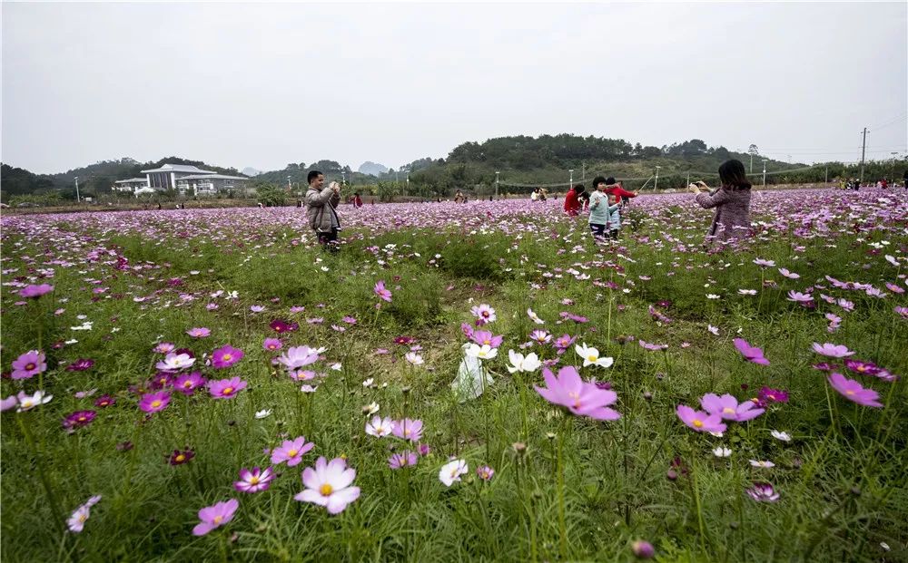 遊在玉林美呆五彩田園這一片格桑花海花開正濃快撩上小夥伴