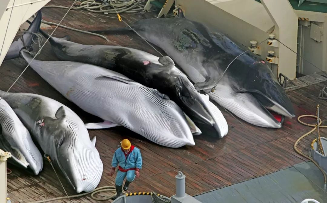 日本捕鲸画面图片