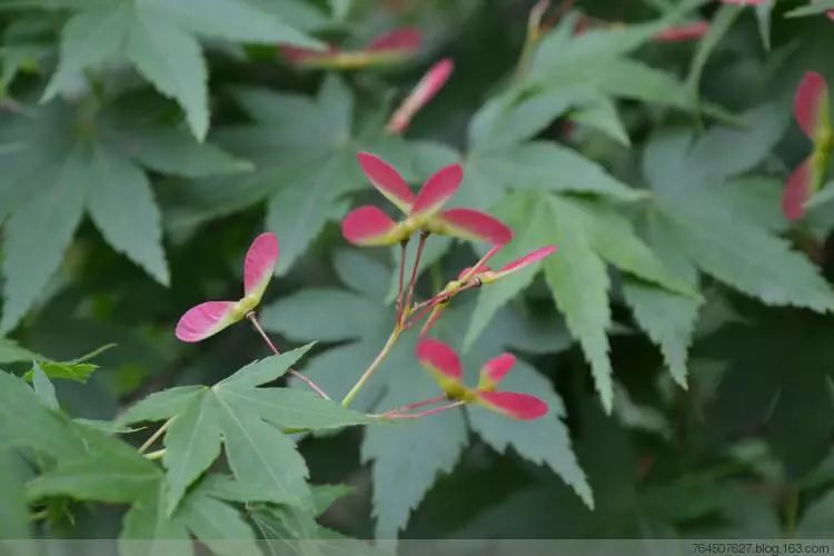 雞爪槭acer palmatum thunb.喜光耐半蔭落葉小喬木喜溫暖氣候.