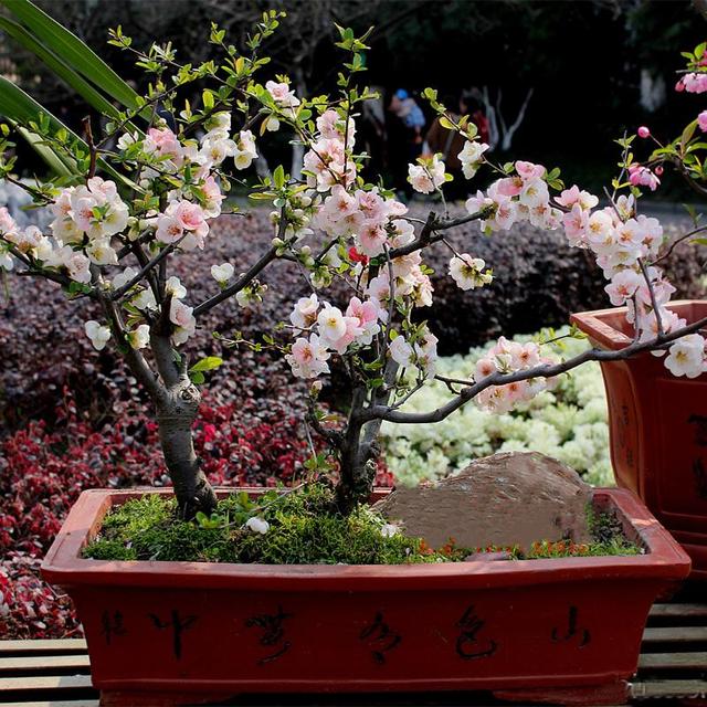 西府海棠盆景图片欣赏图片