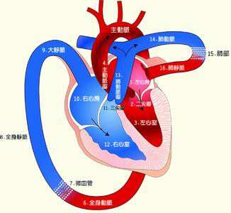 一,肺循环的主要特点1,血流阻力小,血压低