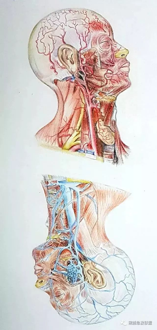 中南医学生解剖学手绘图走红,网友:被学医耽误的灵魂画手