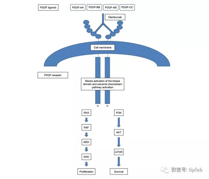 pdgfrα抑制剂奥拉木单抗olaratumab