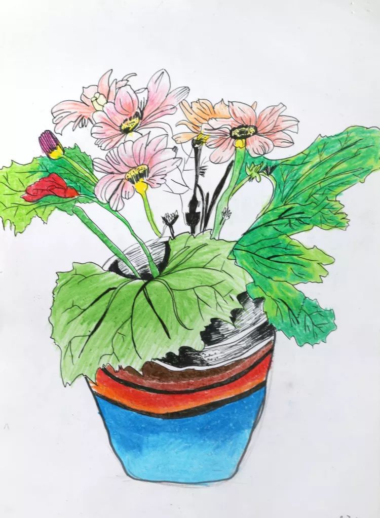 我种的植物图画六年级图片