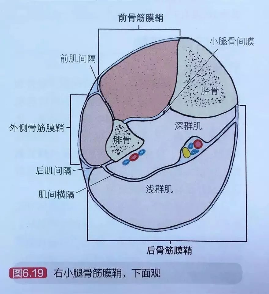 骨筋膜室解剖图片