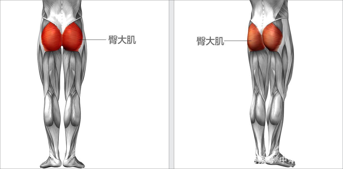 臀大肌定位法图片
