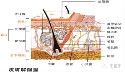 棘层松解图片