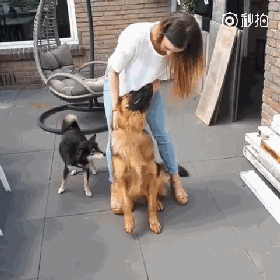 德国牧羊犬，一种能够让女性得到安全感的狗狗！