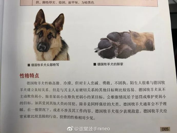 德国牧羊犬，一种能够让女性得到安全感的狗狗！