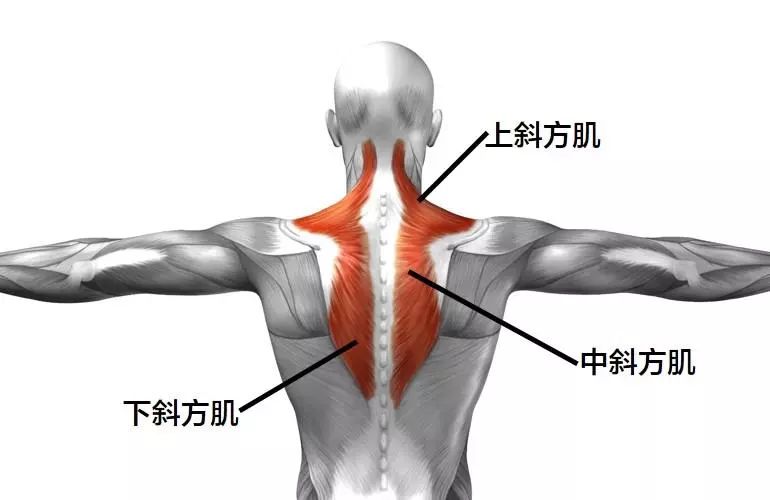 斜方肌淋巴结位置图图片