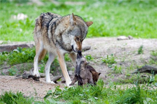 为什么母狼将弃婴养大却不吃掉他们看完文章终于知道答案了