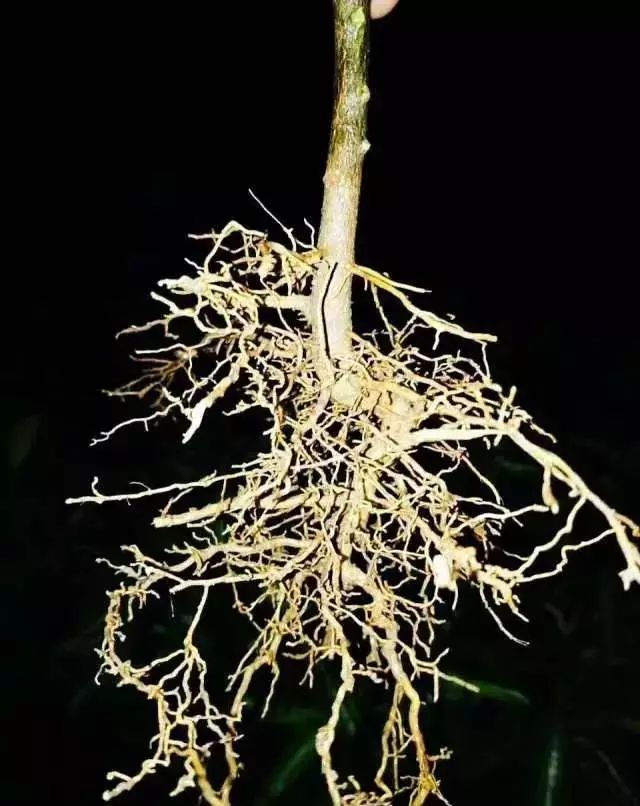 栽培秋季施肥时大量断根对果树究竟好不好